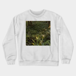 Forest Floor Covered with Ferns Crewneck Sweatshirt